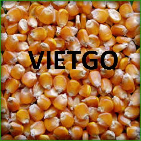 NGÔ HẠT VÀNG VIETGO